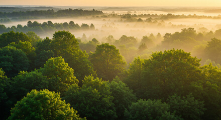 Obraz premium Scenic Sunrise Over Misty Forest with Golden Light