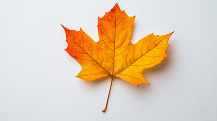 Fototapeta premium Single orange maple leaf on white background. Autumn colors.