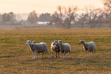 Cute pregnant sheep grazing in pasture at sunset. Symbol of animal husbandry, farming and organic...