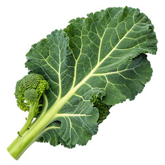 broccoli leaf isolated on white background