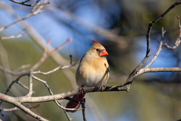 Cardinal