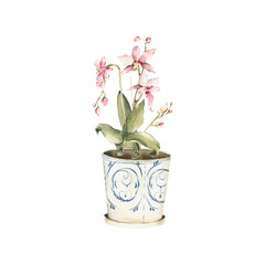Watercolor Orchid in Pot Illustration on Transparent Background, Delicate Garden Pink Flowers in a White Ceramic Pot for Design and Decoration