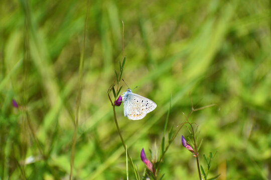 Common Blue Butterfly (Polyommatus Icarus) on a summers day in a wild meadow field, on a purple flower.
