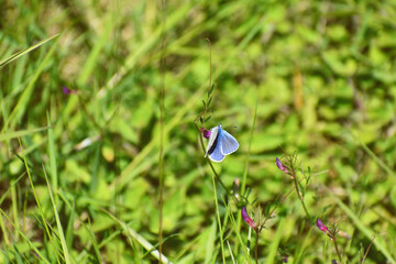 Common Blue Butterfly (Polyommatus Icarus) on a summers day in a wild meadow field, on a purple flower.