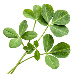 fenugreek leaves isolated