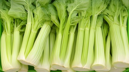 Fototapeta premium Fresh Green Celery Stalks Close Up Bunch Vegetable