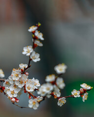Close-up of cherry blossom with white flowers and green leaves. Spring landscape. Delicate white flowers against a blurred sky create an atmosphere of calm and serenity.