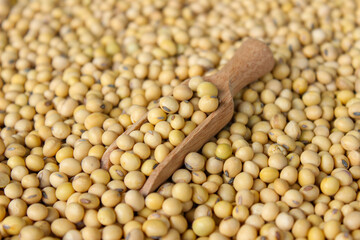 Fresh soybeans on a wooden shovel spoon with soybeans background. Raw soybeans. Food ingredients