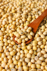 Fresh soybeans on a wooden spoon with soybeans background. Raw soybeans. Food ingredients.