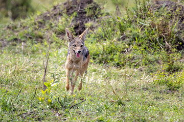 Black-backed jackal, canis mesomelas, running in the grasslands of the Masai Mara, Kenya. Also known as the silver-backed jackal and endemic to eastern and southern Africa.
