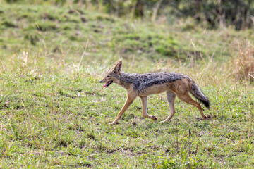 Black-backed jackal, canis mesomelas, walking in the grasslands of the Masai Mara, Kenya. Also known as the silver-backed jackal and endemic to eastern and southern Africa.