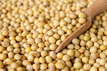Fresh soybeans on a wooden shovel spoon with soybeans background. Raw soybeans. Food ingredients