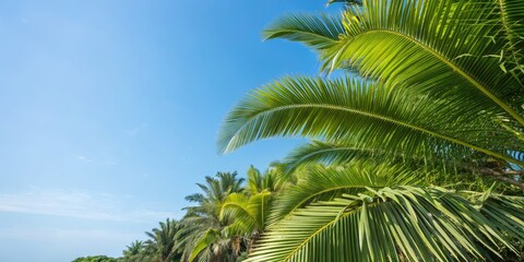 Fototapeta premium Lush green palm leaves against a vibrant blue sky; perfect for your tropical vacation paradise.