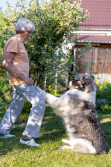 An elderly woman trains a dog in the yard of her home. A large dog, a shepherd mix, follows the owner's commands outside. Selective focus, close-up.