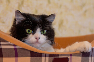 Beautiful Cat Persian breed lies in a cat bed indoors and looks away. Black and white color, green eyes. Metis. Close-up, selective focus.
