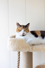 Beautiful domestic tricolor cat with yellow (amber) lies on the cat play complex indoors and looking at the camera. Selective focus, close-up.