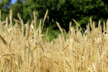 Field of grain ears