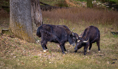 fighting yaks