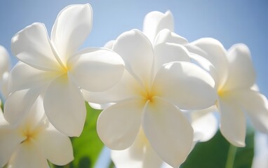 Obraz premium Closeup White Plumeria Flowers Sunlight Bloom