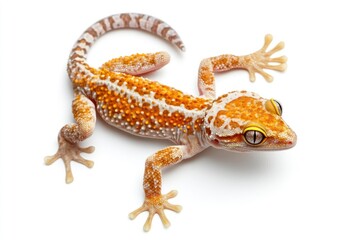 Fototapeta premium Orange and White Gecko Walking on White Background Close Up