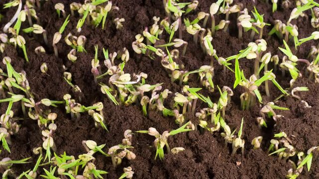 Beautiful Time Lapse of Growth Mung Bean Plants Against a Black Background. Vigna Radiata. 4K.