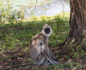 A monkey is sitting on the ground in a forest