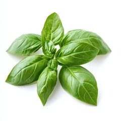 Fresh Basil Leaves Close-Up on White Background, Aromatic Culinary Herb Ready for Use in Cooking and Garnish.