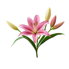 Obraz premium pink lily isolated on white background