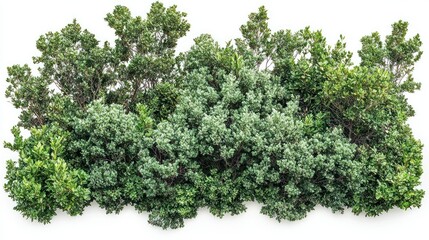 Obraz premium Lush green shrubbery isolated, landscape design element