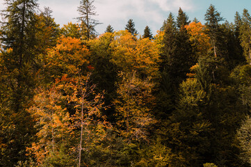 The stunning and vibrant colors of autumn blend harmoniously together in an utterly serene forest...