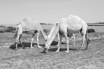 Several camels stand on a sandy meadow in Saudi Arabia and eat grass
