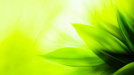 Obraz premium Tree Branch Green Leaves And Sun Copy Space