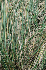 Fresh spring grass with vivid green and yellow tones — close-up natural texture in vertical format for eco and seasonal design