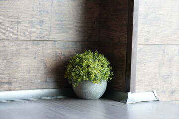 Small decorative green plant in a round stone pot on wooden floor indoors