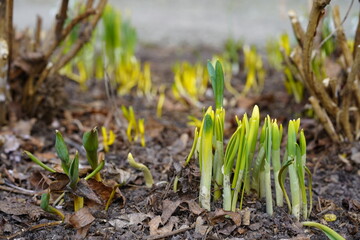 Fresh green sprouts growing from soil in early spring garden