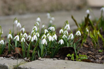 Bunch of white snowdrops blooming in early spring near concrete path