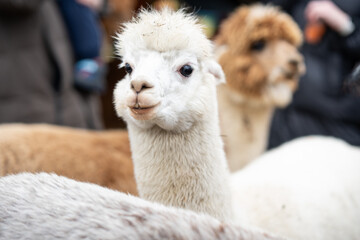 Fototapeta premium Funny Close-Up Portrait of a Fluffy White Alpaca with Curious Look in Petting Zoo
