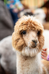  Funny close-up portrait of a light brown alpaca in a zoo — humorous expression and fluffy fur