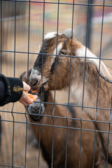 Brown goat eating carrot from a hand through metal fence &mdash; moment of interaction