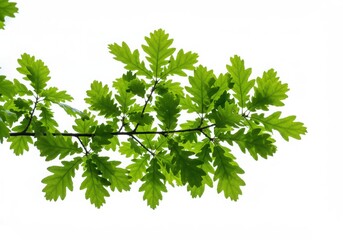 A close up view of an oak tree branch with green leaves against a white background sky outdoors