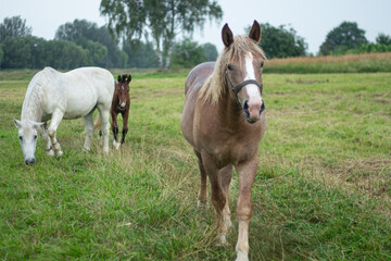 Fototapeta premium Group of Horses Grazing on Green Meadow in Summer Countryside
