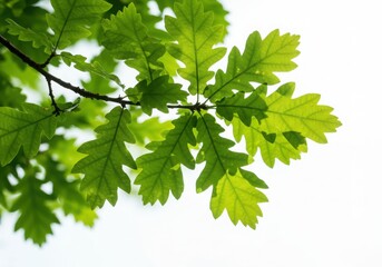 A close up of green oak leaves on a branch against a bright white background in natural sunlight