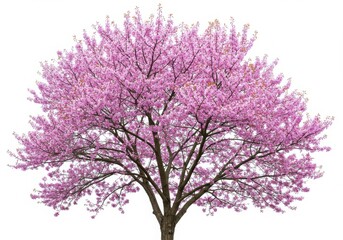 Obraz premium A full tree with pink blossoms against a white background in a spring setting outdoors