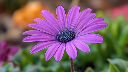 Obraz premium Close-up of a vibrant purple flower