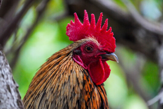 Rooster in a tree 