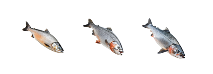 Fresh Fish on White Background for Culinary and Seafood Themes