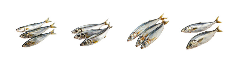 Fresh Raw Fish Collection on White Background for Culinary Use