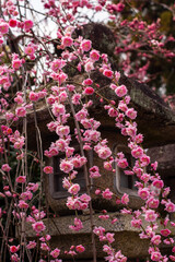 Ume plum blossom in Japanese temple garden