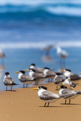 Crested Terns Standing on Sand Beach of Stockton Beach, New South Wales, Australia.