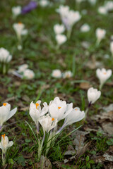 Crocuses in spring time blooming in the grass